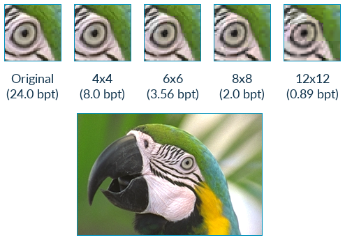 ASTC compressed parrot at various bit rates